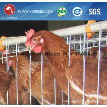 Tomada de fábrica Super Strong and Durable Chicken Cage
